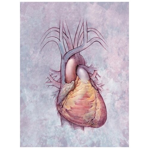      (Heart) 3 40. x 53.,  1800 