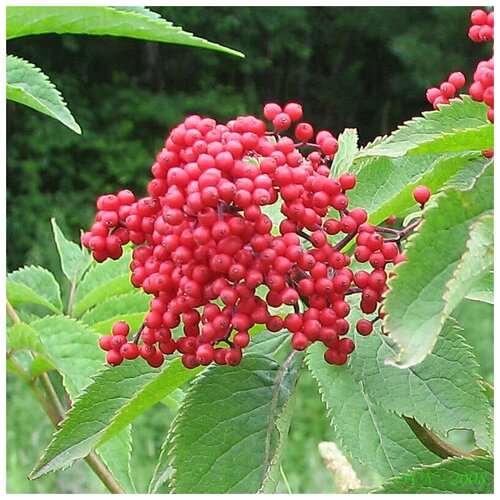  390   (. Sambucus racemosa)  30