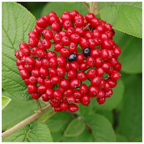  370   (. Viburnum lantana)  25