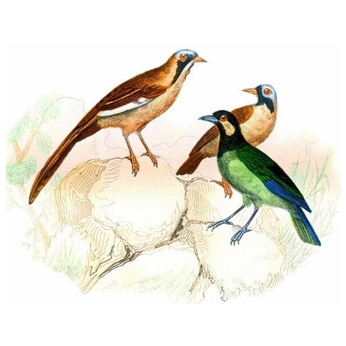  1590   (Birds) 34 45. x 40.