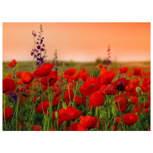  1260      (Field of poppies) 1 41. x 30.