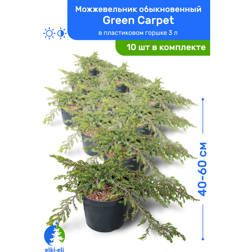 купить 21500р Можжевельник обыкновенный Green Carpet (Грин Карпет) 40-60 см в пластиковом горшке 3 л, саженец, хвойное живое растение, комплект из 10 шт
