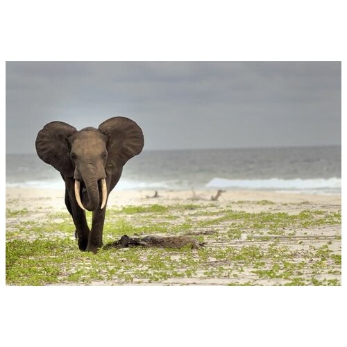  2690     (Elephant) 4 75. x 50.