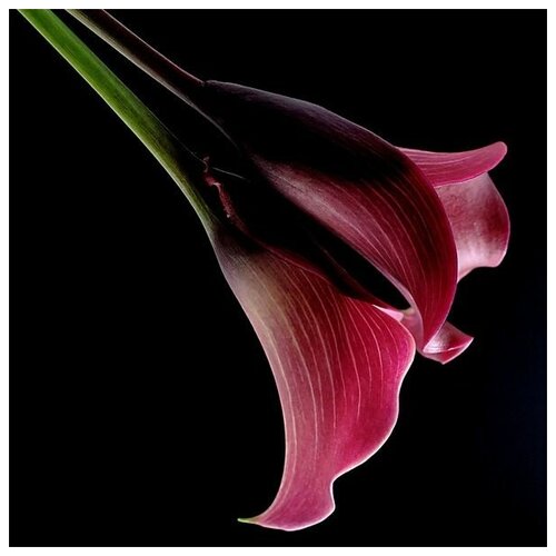       (pink lily) 1 60. x 60.,  2570 