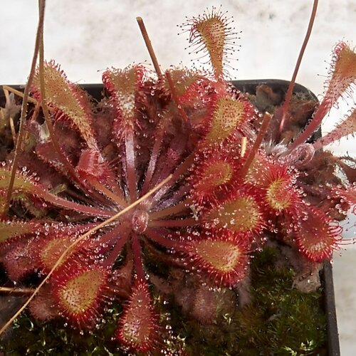  398    Snyderi (Drosera Snyderi),  ,  , 20+  