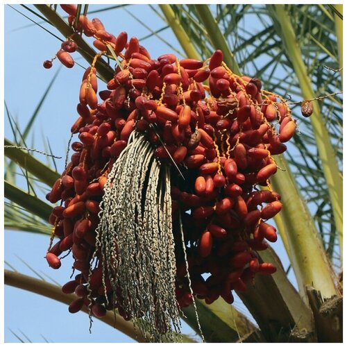  550     Mazafati dates 20 .,  