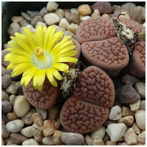  350     Lithops hookeri C 051  10 .