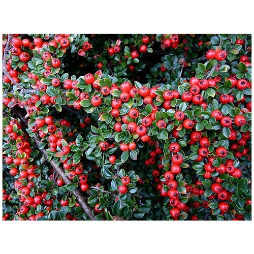    (. Cotoneaster serotinus) -  10 ,  390 