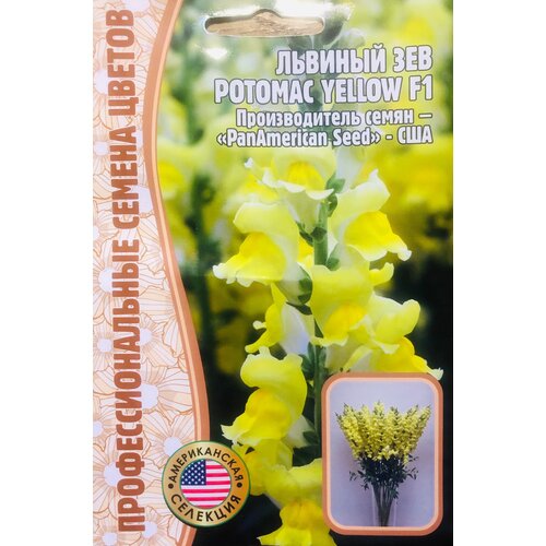 208    () (Antirrhinum majus Potomac) Potomac Yellow F1 (5 )