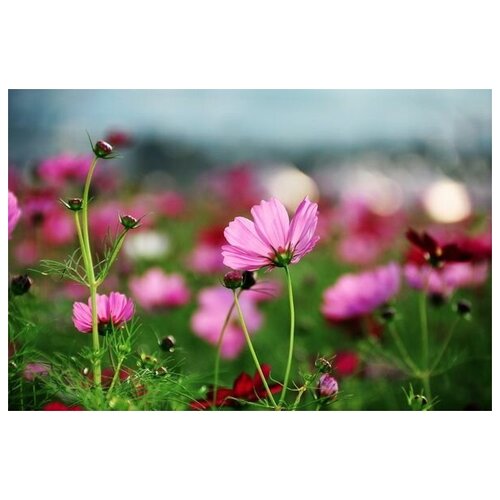  1950      (Wildflowers) 1 60. x 40.