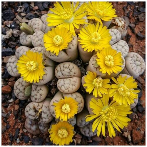  400     Lithops Werneri C 188 10 .