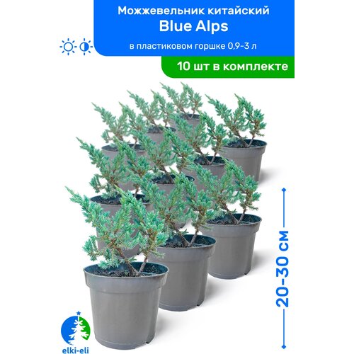 купить 9950р Можжевельник китайский Blue Alps (Блю Альпс) 20-30 см в пластиковом горшке 0,9-3 л, саженец, хвойное живое растение, комплект из 10 шт
