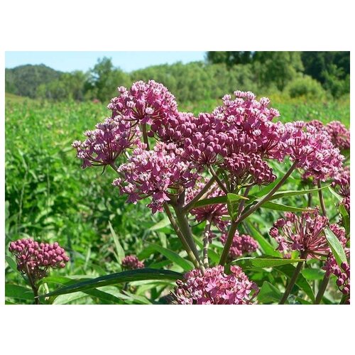  320   -   -   (. Asclepias syriaca)  50