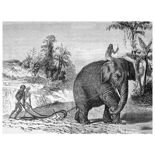  2470     (Elephant) 14 67. x 50.