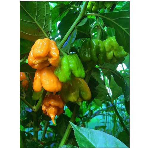  405    Carolina Reaper peach /   /      , 5 