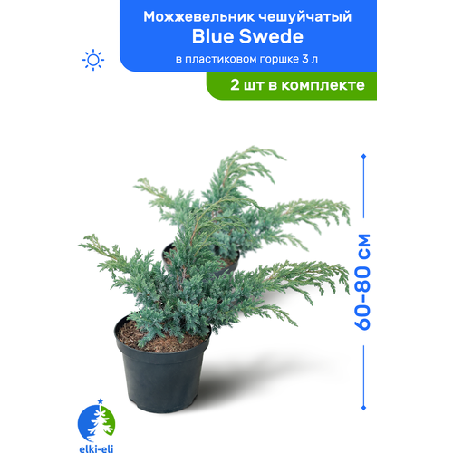 купить 7500р Можжевельник чешуйчатый Blue Swede (Блю Свид) 60-80 см в пластиковом горшке 3 л, саженец, хвойное живое растение, комплект из 2 шт