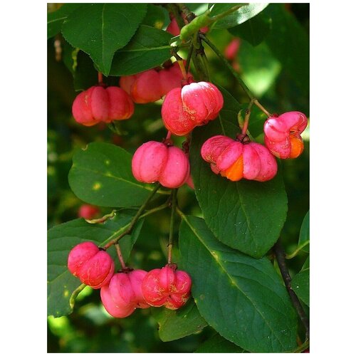  338    /  / Euonymus europaeus, 15 