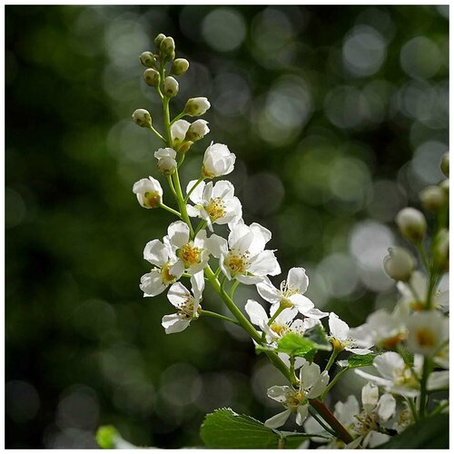  290   (. Prunus padus)  15