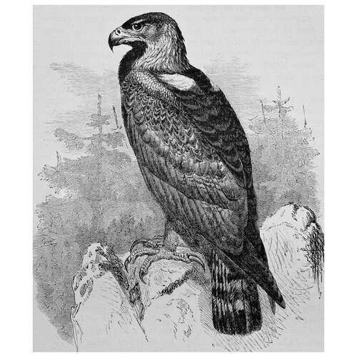  1680     (Eagle) 2 40. x 48.