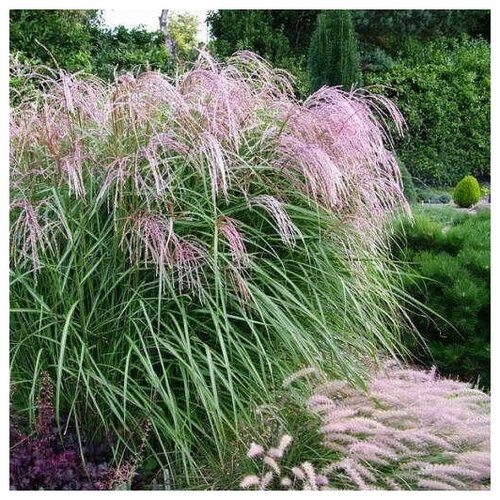  300   (. Miscanthus sinensis)  25