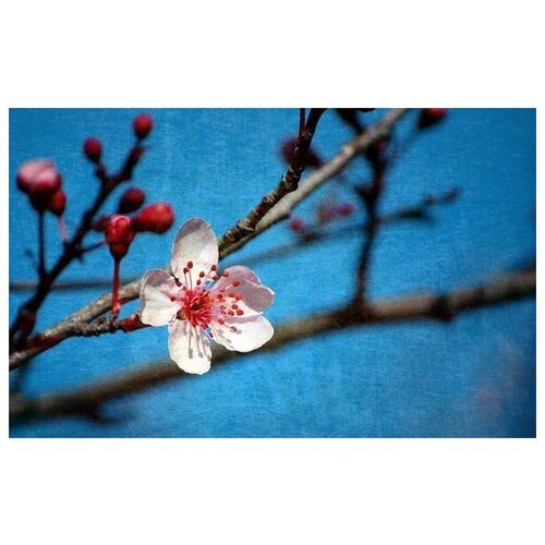      (Oriental cherry) 2 48. x 30.,  1410 