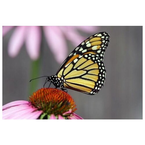  1340     (Butterfly) 4 45. x 30.