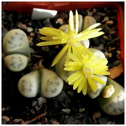  400     Lithops Dinteri C180 10 .