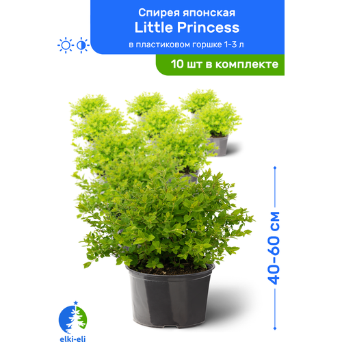 купить 12950р Спирея японская Little Princess (Литтл Принцесс) 40-60 см в пластиковом горшке 1-3 л, саженец, лиственное живое растение, комплект из 10 шт