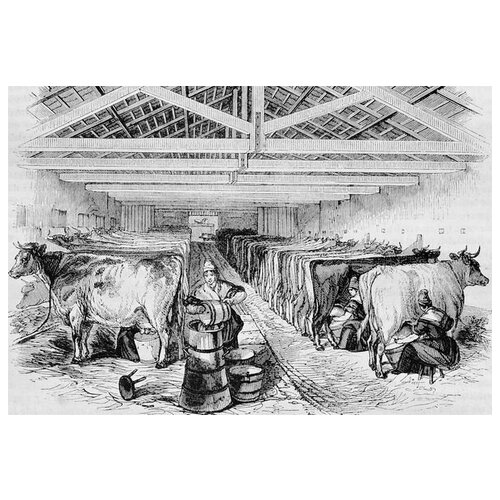  1940     (Cows) 3 59. x 40.