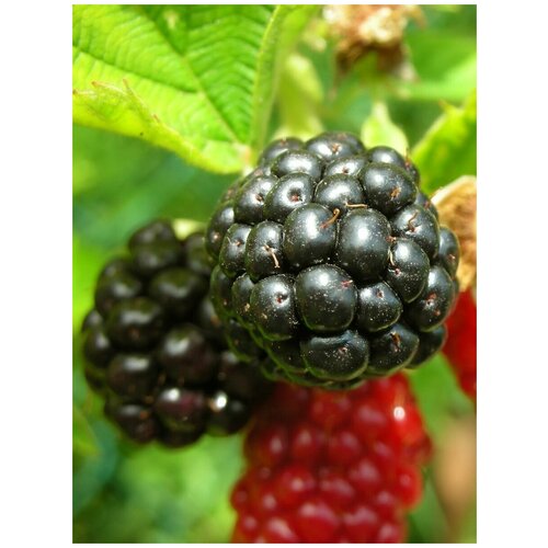  360    / Rubus vulgaris, 20 