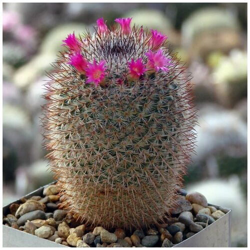  350     Mammillaria conspicua P-468 10 .