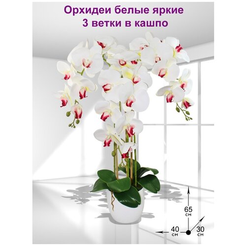 ������ 3039� ������������� ����� ������� ����� ����� 3 ����� � ����� 65��