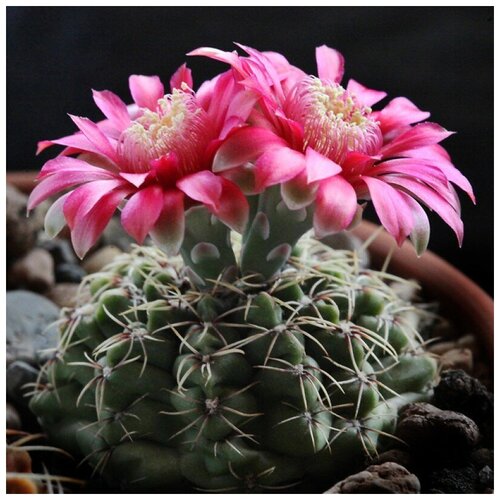  350     Gymnocalycium baldianum P-127 10 .