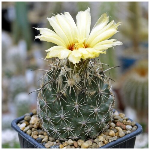  350     Coryphantha obscura SB-714 10 .