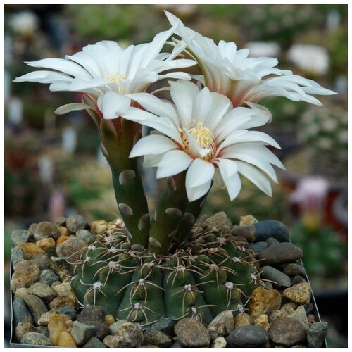  350     Gymnocalycium quehlianum JO-306 10 .