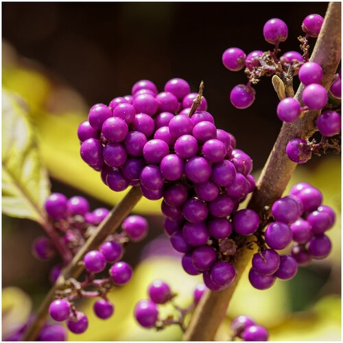  390   (. Callicarpa americana)  10