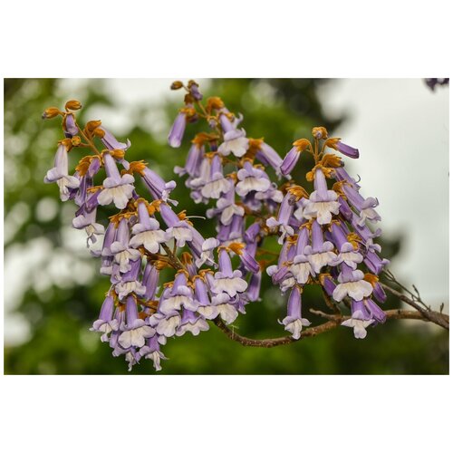  400   -   (. Paulownia tomentosa)  500