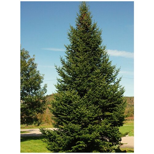  360    () / Abies balsamea, 10 