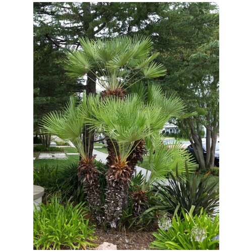  396     /    / Chamaerops humilis, 5 