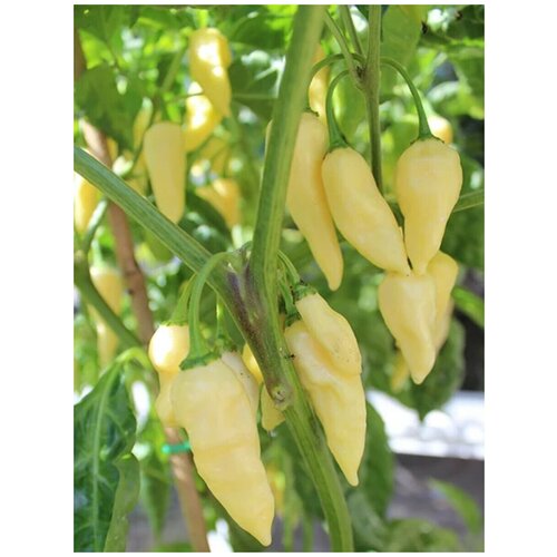  288    Fatalii white /  , 5 