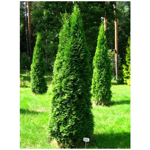  351     / Thuja occidentalis Smaragd, 30 