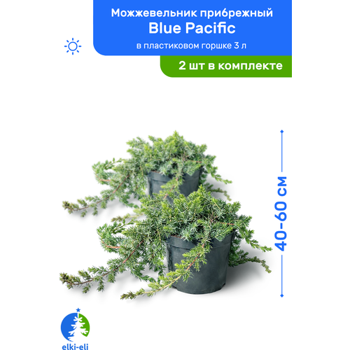 купить 5100р Можжевельник прибрежный Blue Pacific (Блю Пацифик) 40-60 см в пластиковом горшке 3 л, саженец, хвойное живое растение, комплект из 2 шт