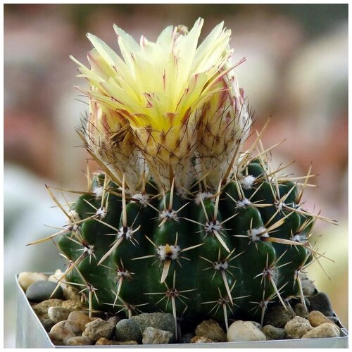  350     Notocactus submammulosus VG-019 10 .