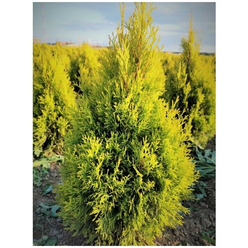       (Thuja occidentalis Golden Brabant), 30 ,  374 