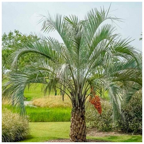  560   (. Butia Capitata)  10