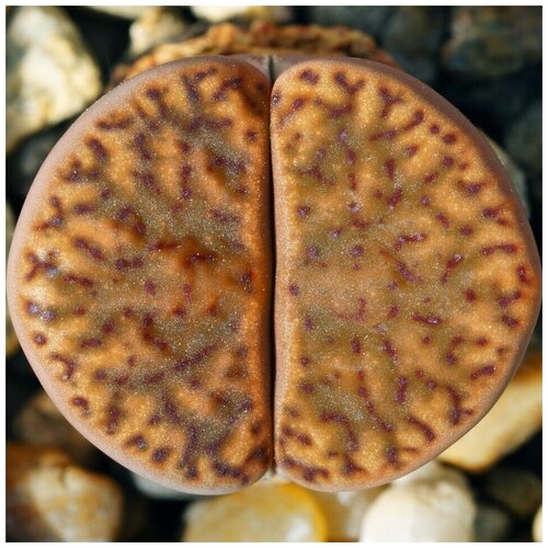  350     Lithops bromfieldii v. insularis C-043 10 .