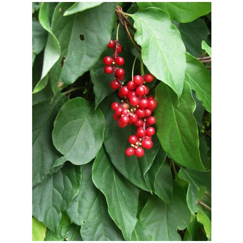  351    (   ) /   / Schisandra chinensis, 20 