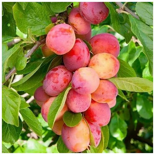  450   (. Prunus cerasifera)  5