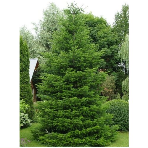  356    / Abies sibirica, 30 