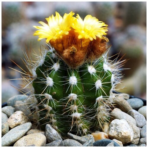      Parodia ayopayana L-961 10 .,  350 